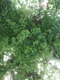 Veronica anagallis